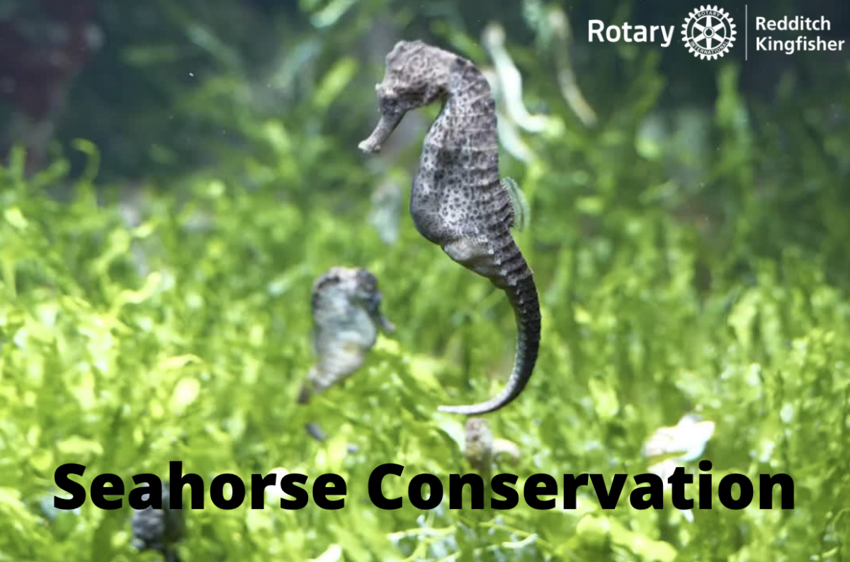 Seahorse Conservation - Rotary Redditch Kingfisher